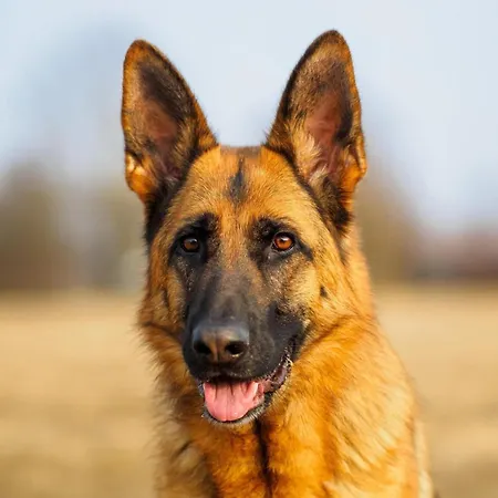 Casa de Férias Pet-friendly W Garden *