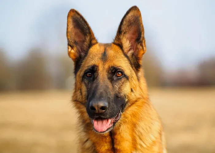 Сasa de vacaciones Pet-friendly W Garden *